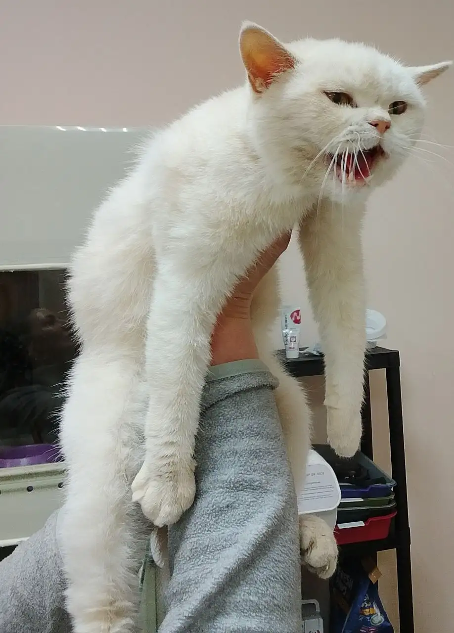 Кошка британка Белочка в добрые руки - Кошки (Животные) в Саратов