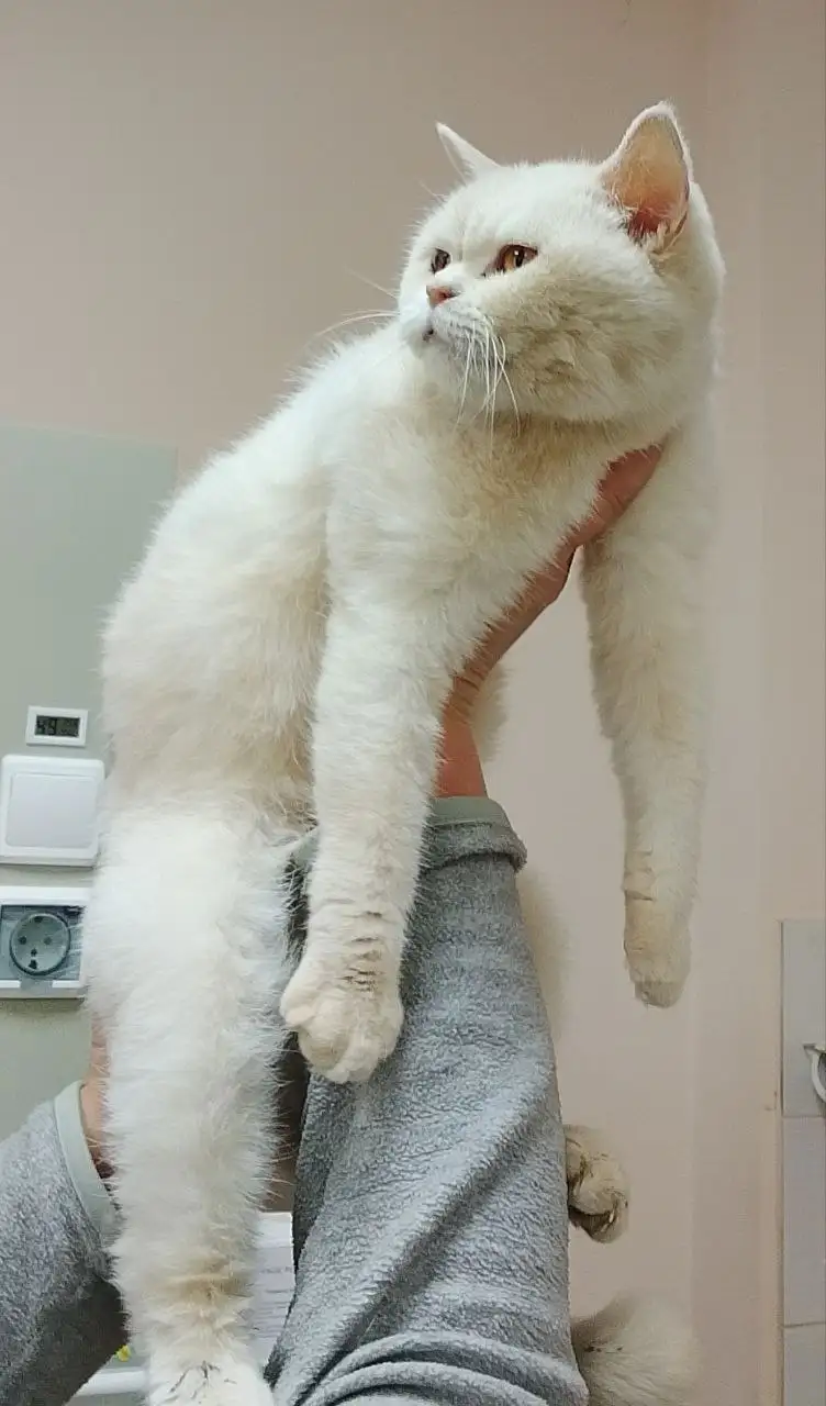 Кошка британка Белочка в добрые руки - Кошки (Животные) в Саратов