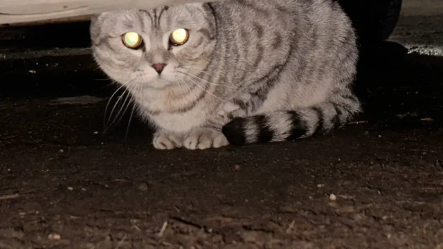 Потерянный черепаховый вислоухий кот в Горпарке - Котята в Саратов