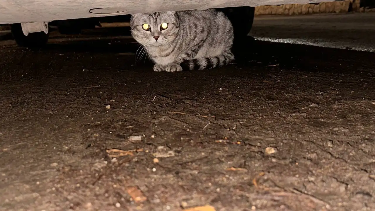 Потерянный черепаховый вислоухий кот в Горпарке - Кошки (Животные) в Саратов