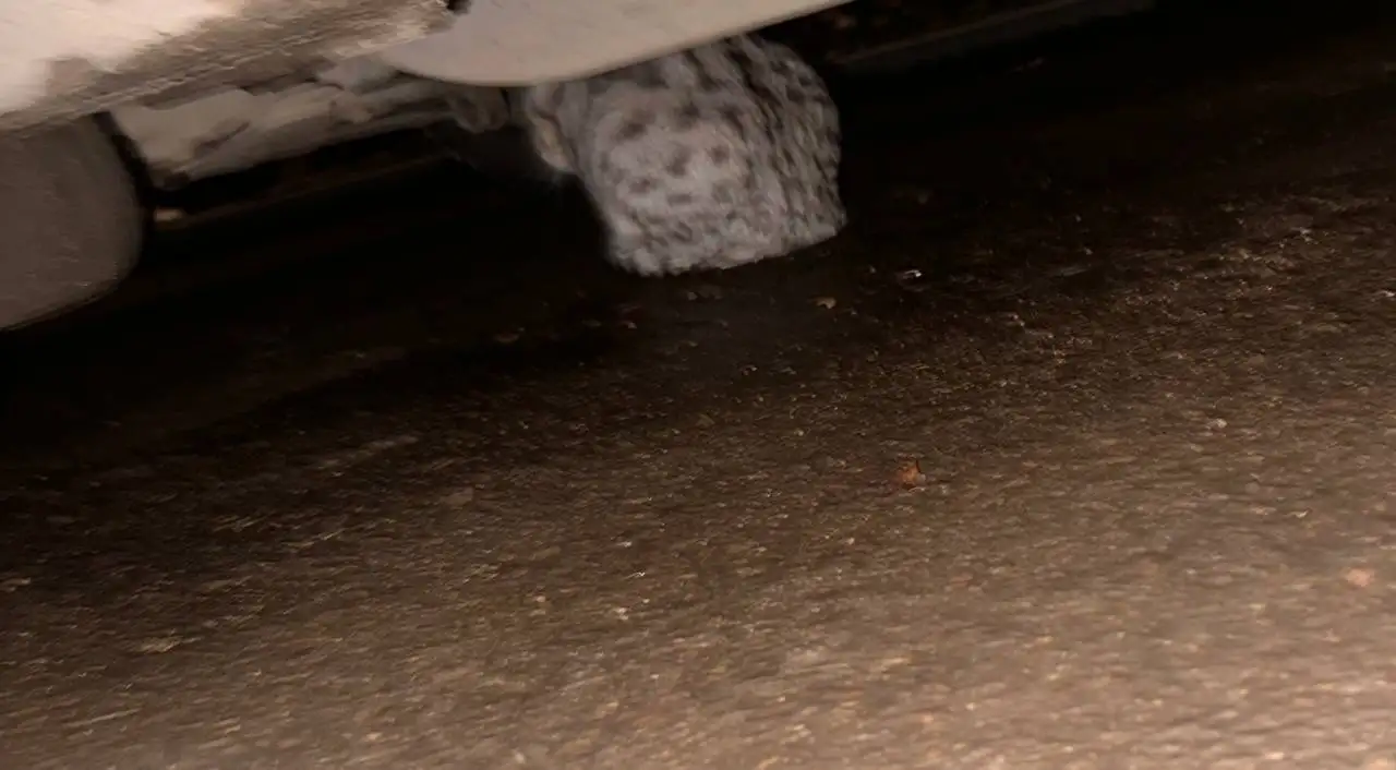 Потерянный кот в Саратове - Кошки (Животные) в Саратов