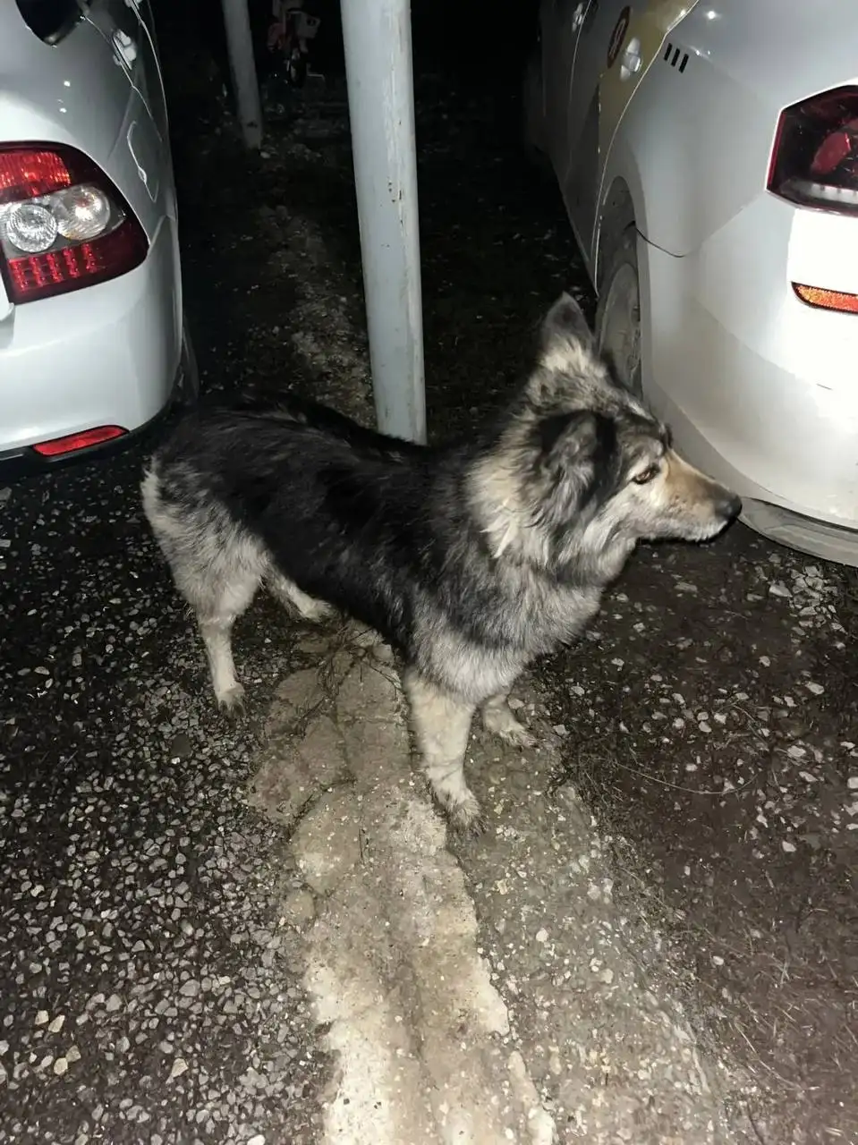 Найден потерявшийся пес в Новогусельском - Собаки (Животные) в Саратов