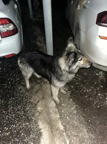 Найден потерявшийся пес в Новогусельском - Собаки в Саратов