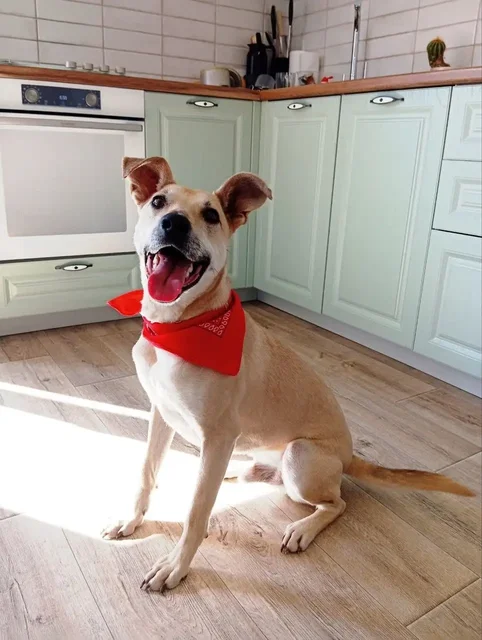 Пристрой пса Голд в Саратове - Собаки в Саратов