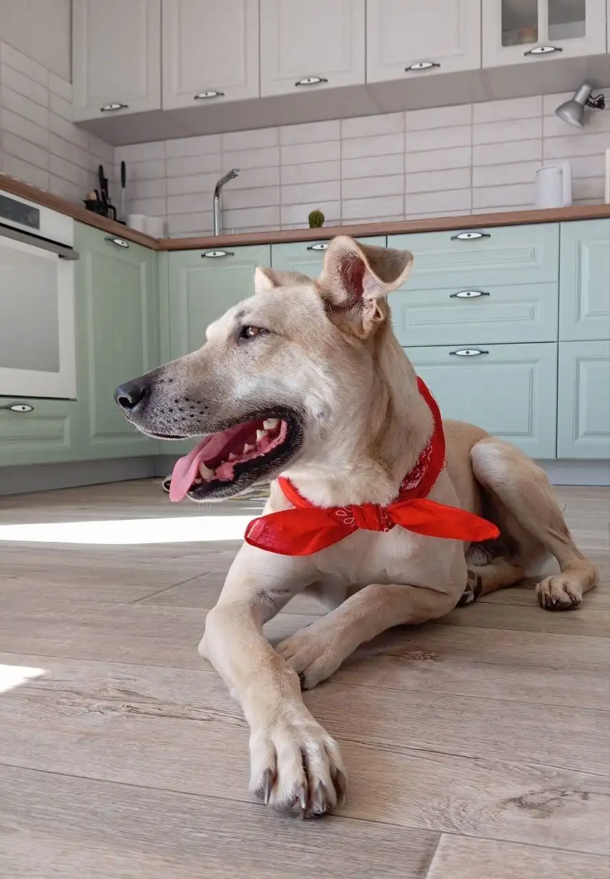 Пристрой пса Голд в Саратове - Собаки (Животные) в Саратов