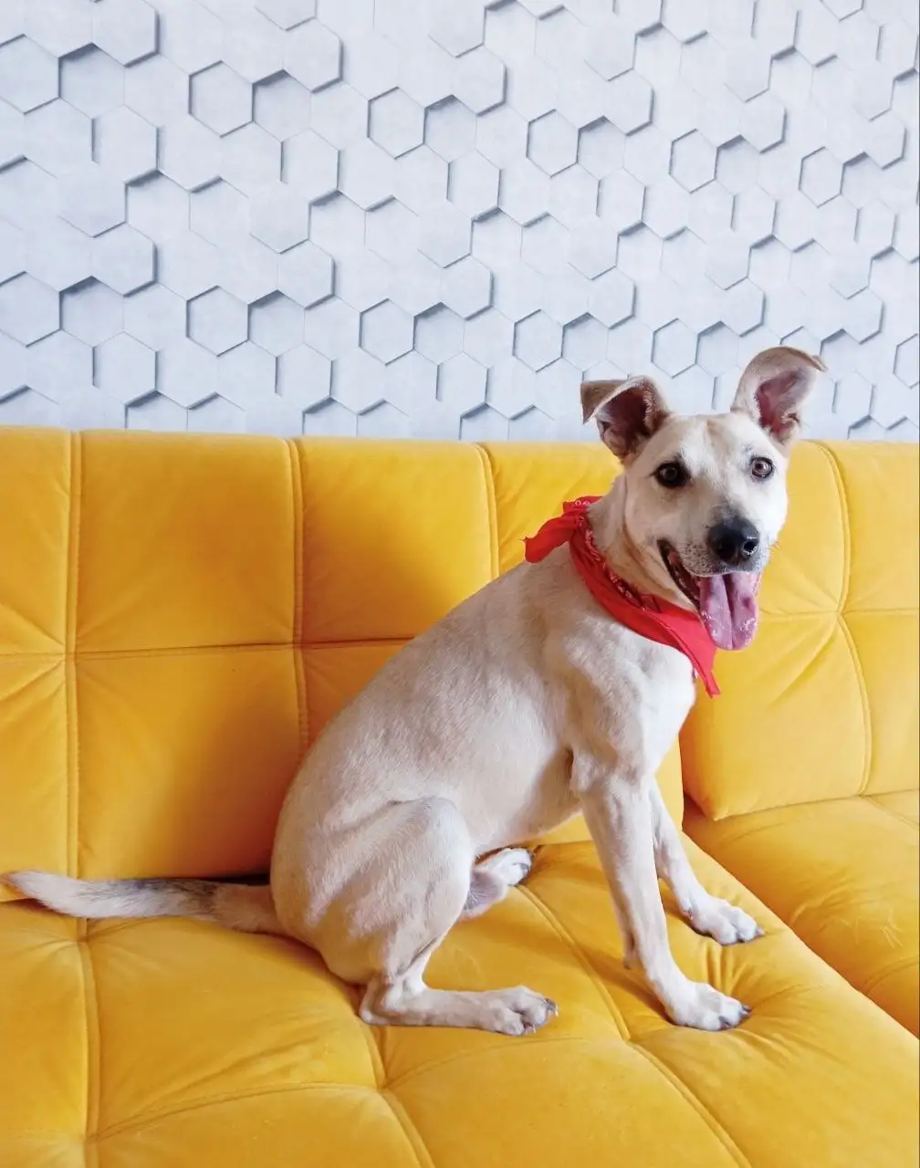 Пристрой пса Голд в Саратове - Собаки (Животные) в Саратов