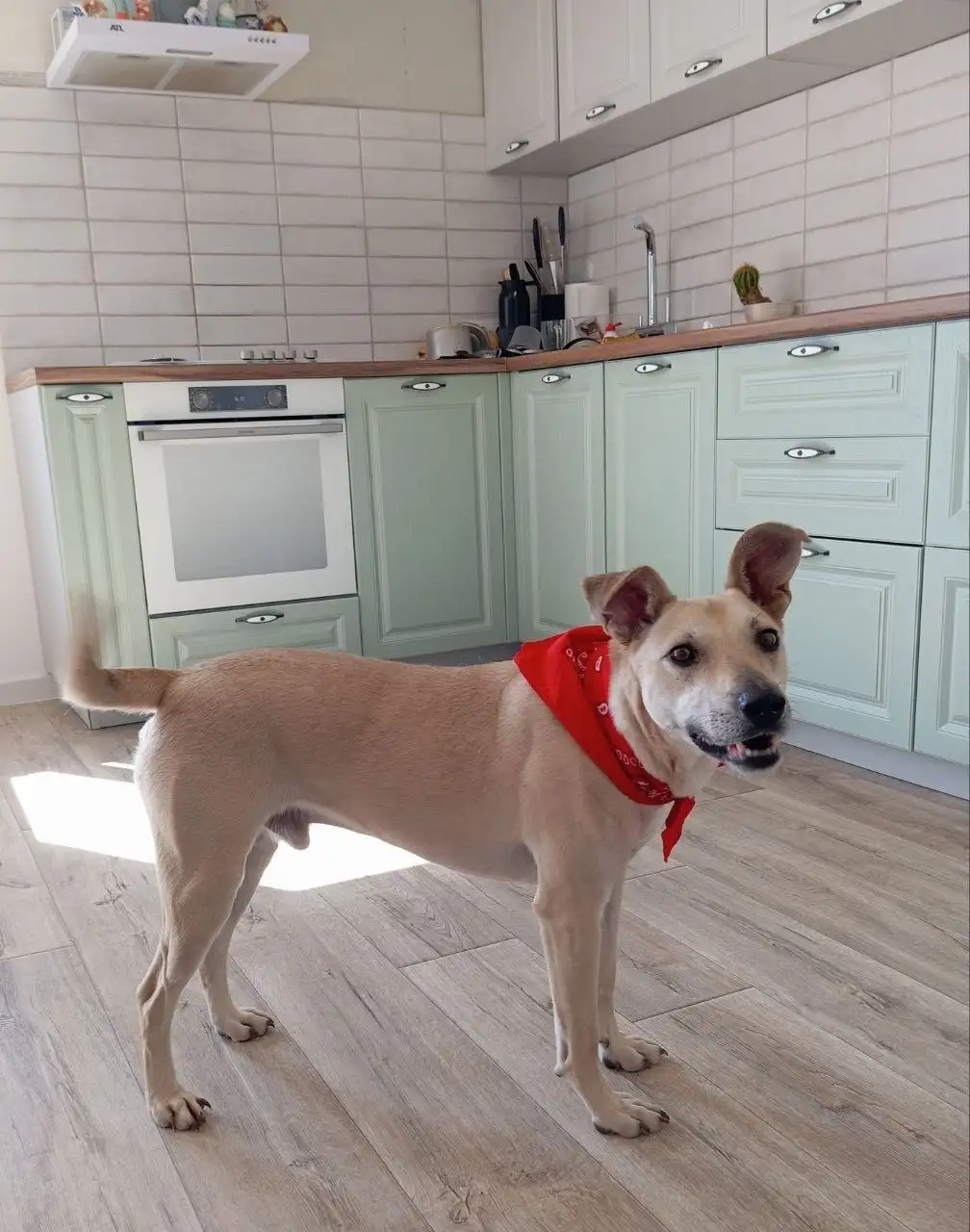 Пристрой пса Голд в Саратове - Собаки (Животные) в Саратов