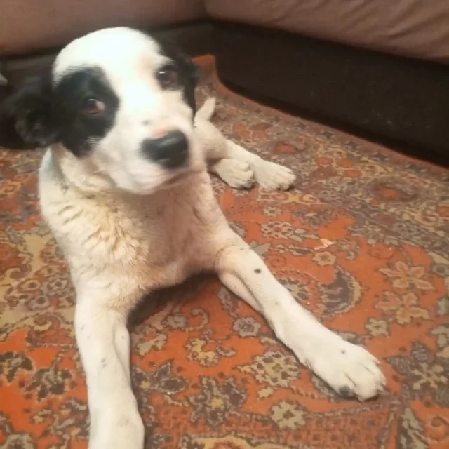 Найден пес в Саратове - Собаки в Саратов