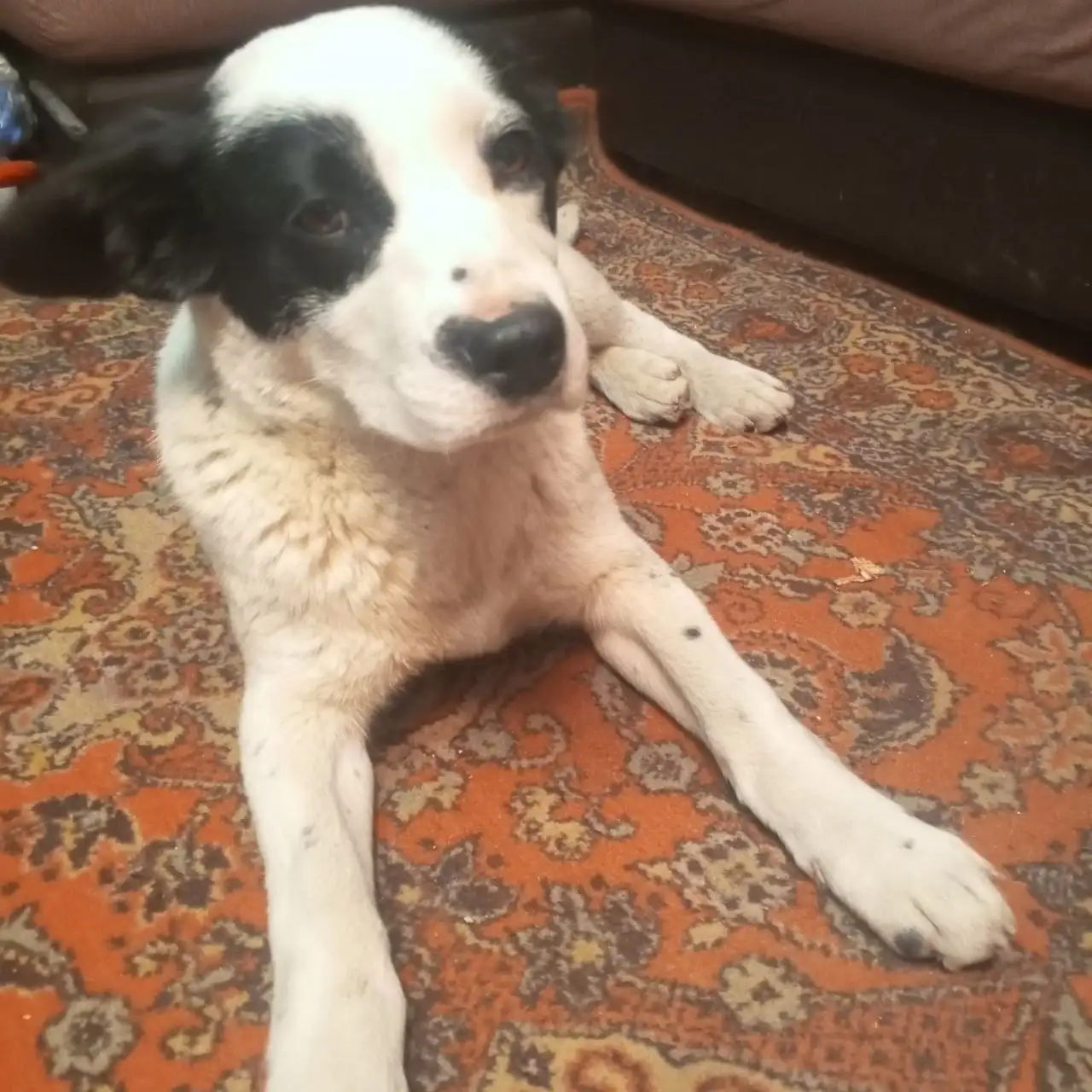 Найден пес в Саратове - Собаки (Животные) в Саратов