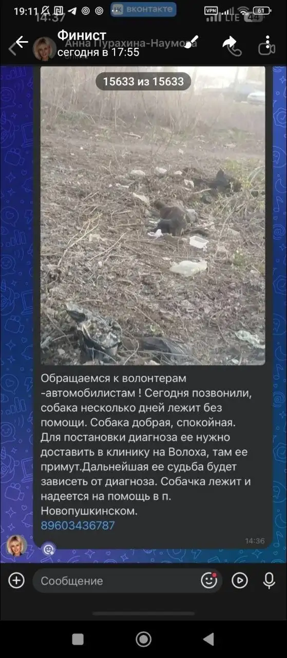 Поиск собаки в посёлке Новопушкинское Энгельс - Потерянные животные (Животные) в Энгельс