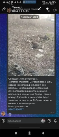 Поиск собаки в посёлке Новопушкинское Энгельс - частное объявление в Энгельс