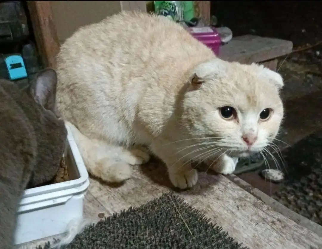 Потерянный вислоухий кот в п.Лысые Горы - Кошки (Животные) в Лысые Горы