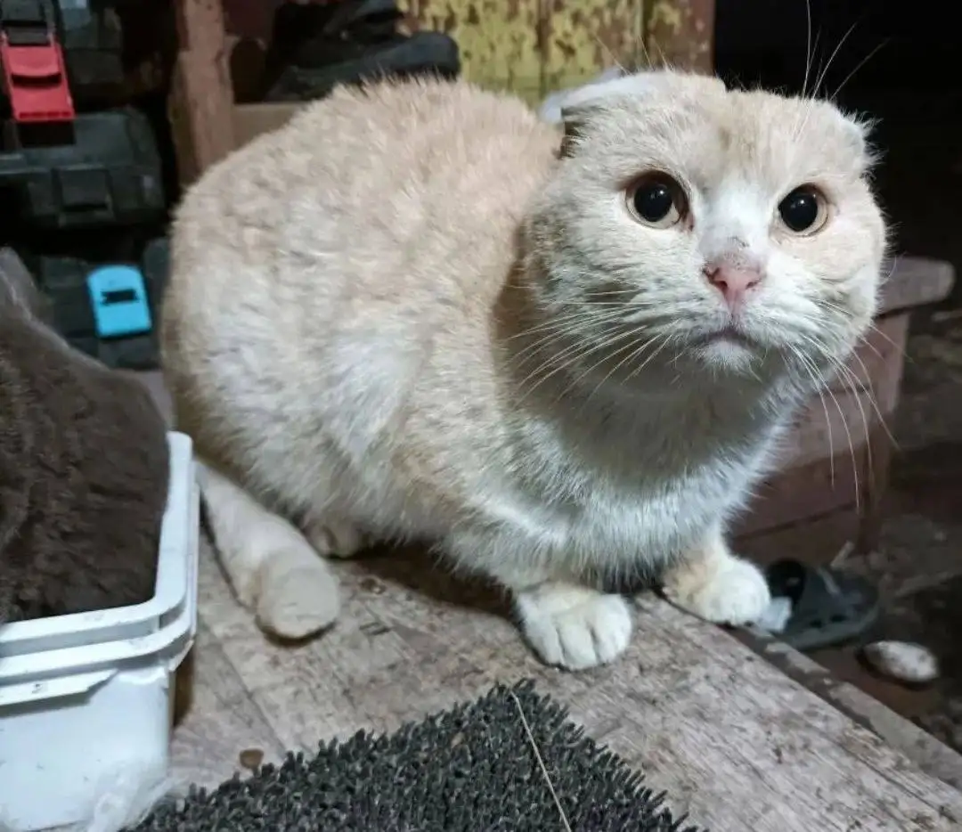 Потерянный вислоухий кот в п.Лысые Горы - Кошки (Животные) в Лысые Горы