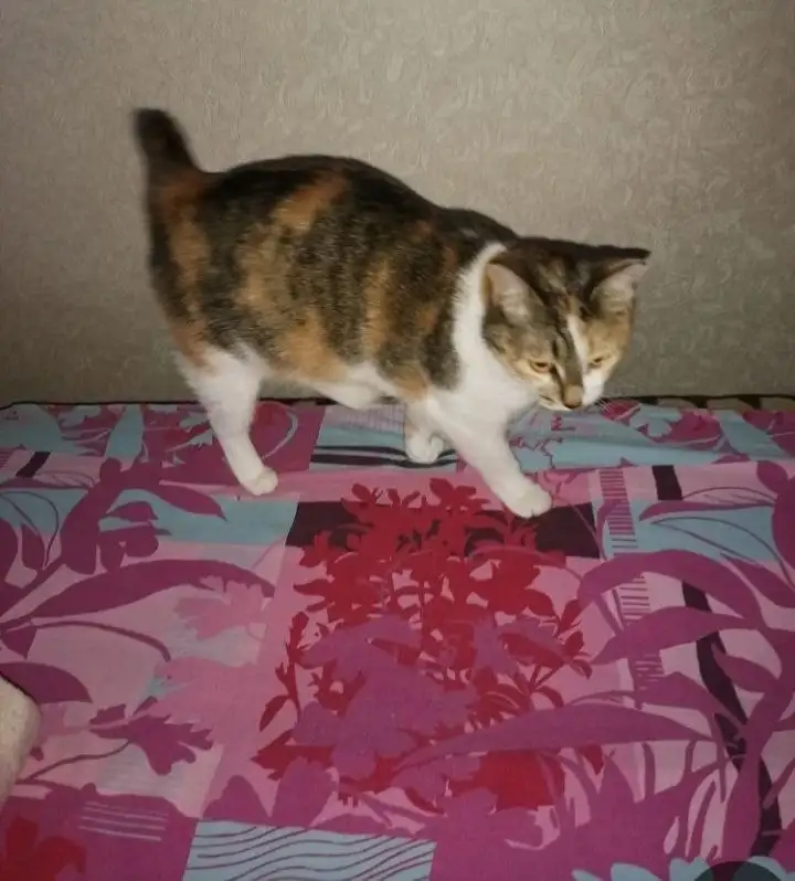 Кошка Волга ищет дом в Саратове - Кошки (Животные) в Саратов