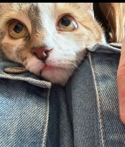 Кошка Волга ищет дом в Саратове - Кошки (Животные) в Саратов