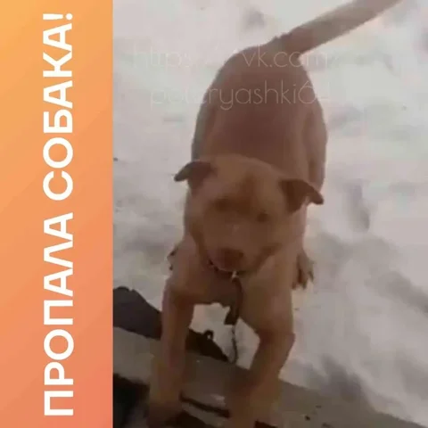 Пропала собака в Заводском районе Саратова - Передержка/опека в Саратов