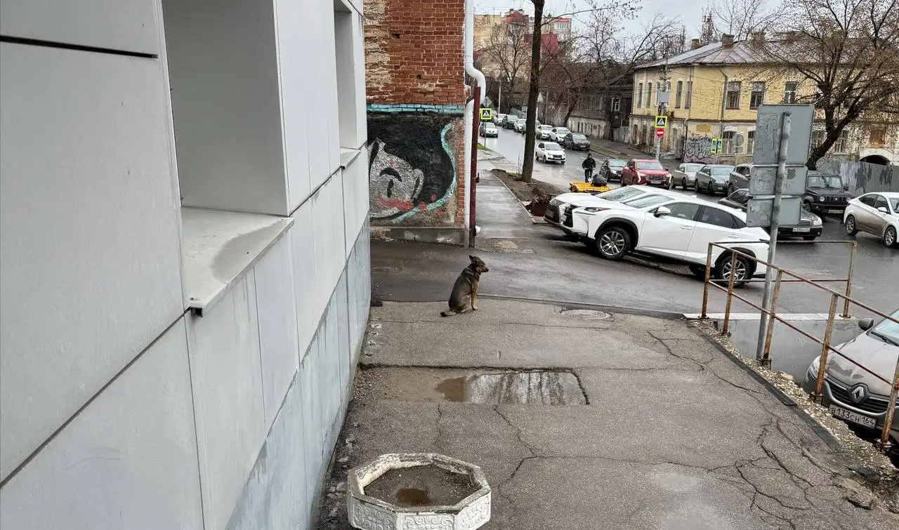 Потерянные животные в Саратове - Потерянные животные (Животные) в Саратов