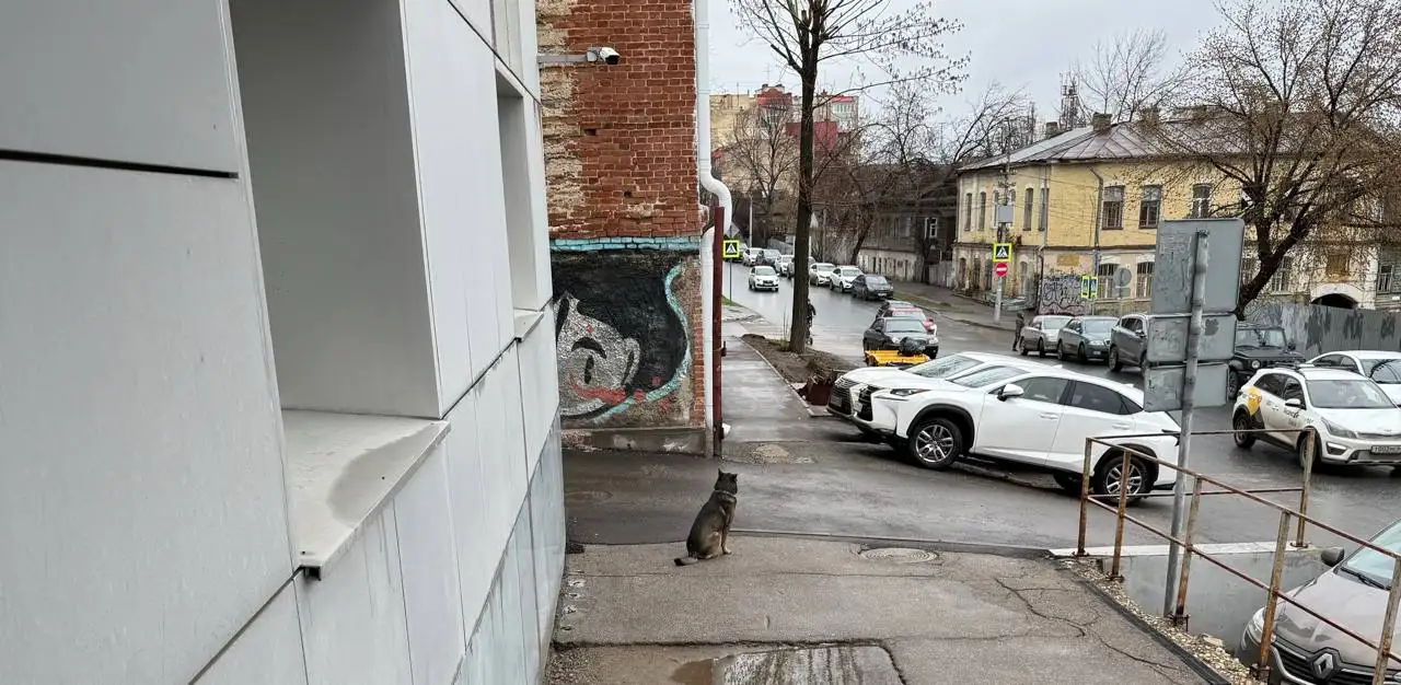 Потерянные животные в Саратове - Потерянные животные (Животные) в Саратов