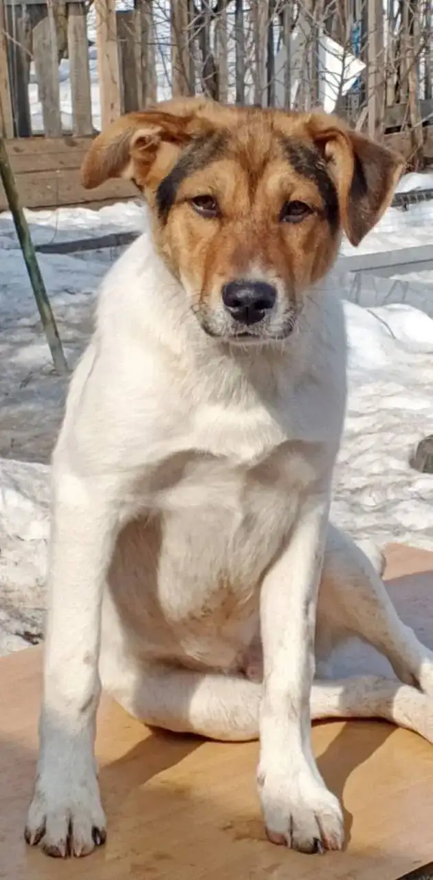 Сбор средств на передержку для спасённых щенков Бенни и Плюши - Собаки (Животные) в Саратов