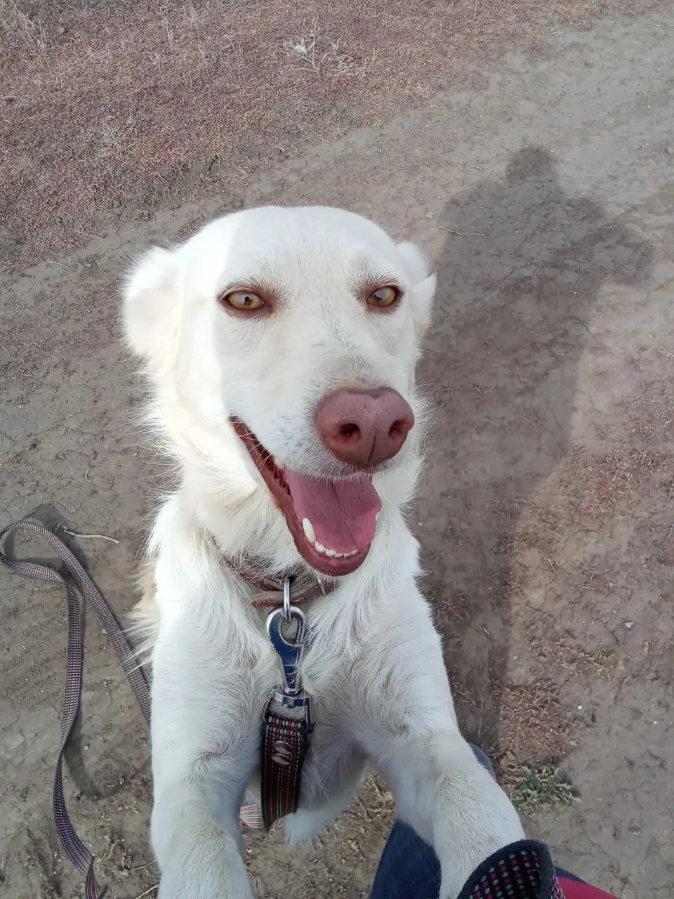 Сбор средств на передержку собаки Белочки - Собаки (Животные) в Широкополье