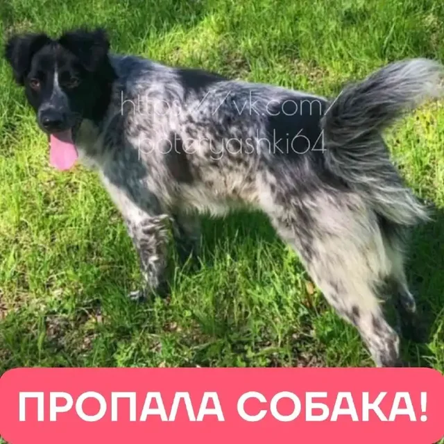 Пропала собака Грейс в Саратове - Передержка/опека в Саратов