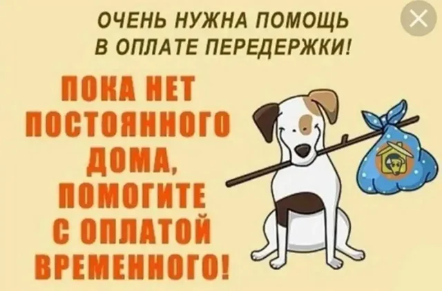 Сбор средств на передержку животных - Передержка/опека в Саратов