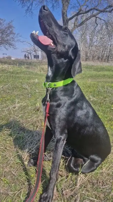 Сбор средств на передержку собаки Бэкки - Передержка (Животные) в Саратов
