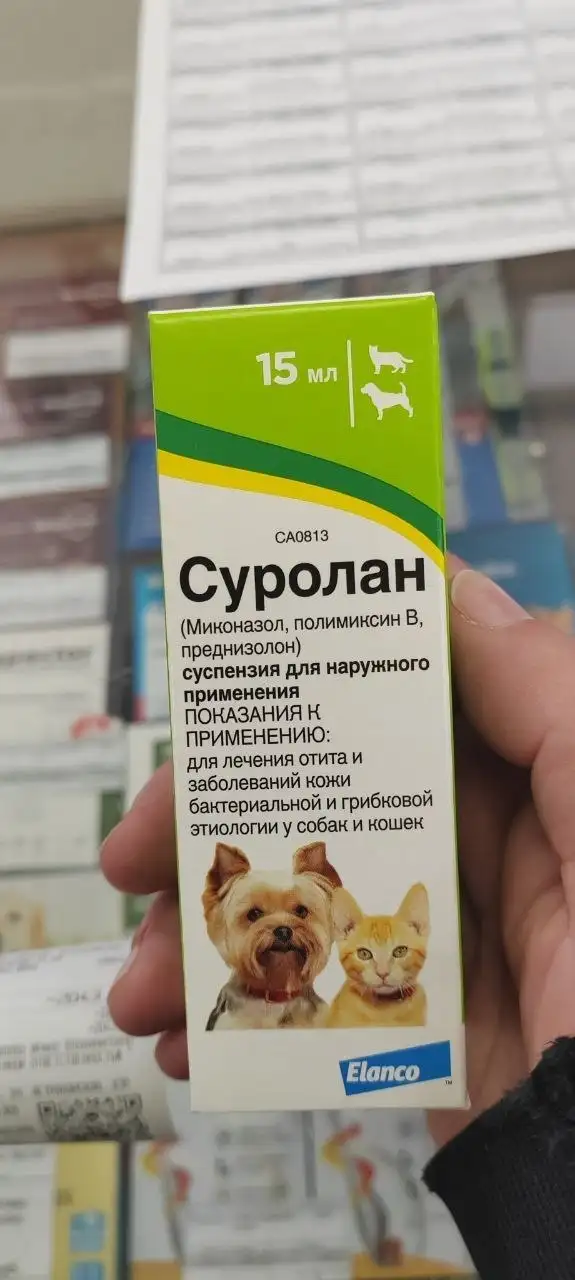 Сбор средств на передержку для Беляшика - Передержка (Животные) в Саратов