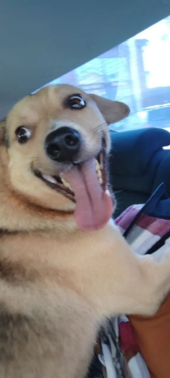 Сбор средств на передержку для Беляшика - Передержка (Животные) в Саратов