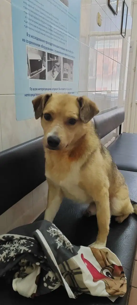 Сбор средств на передержку для Беляшика - Передержка (Животные) в Саратов