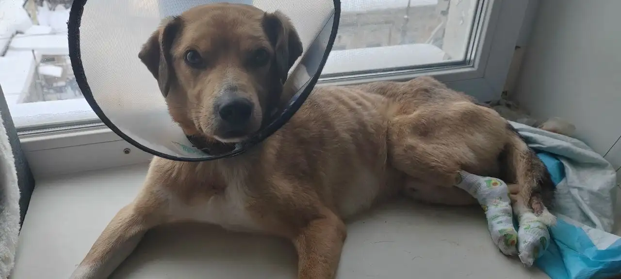 Сбор средств на передержку для Беляшика - Передержка (Животные) в Саратов