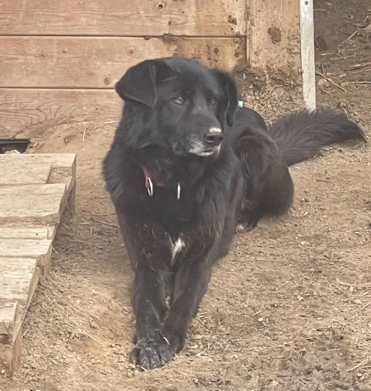 Поиск финансовых кураторов для собаки Черныша - Передержка (Животные) в Саратов
