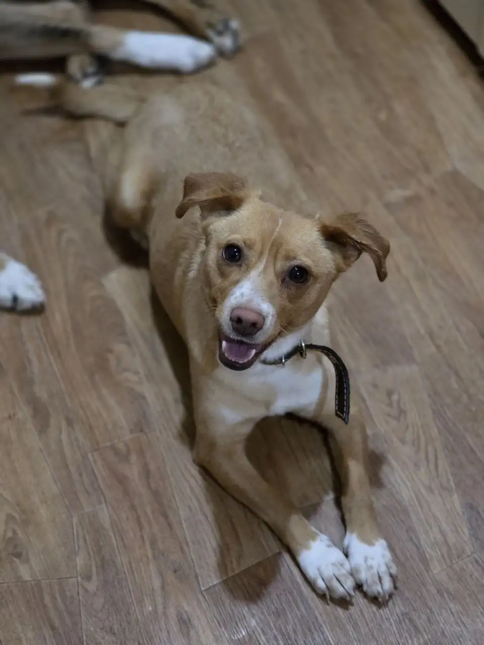 Сбор на передержку кошки Бусинки - Передержка/опека (Животные) в Саратов