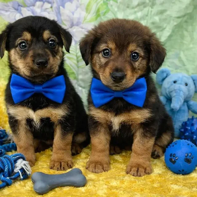 Срочный сбор на передержку щенков - Передержка/опека в Саратов