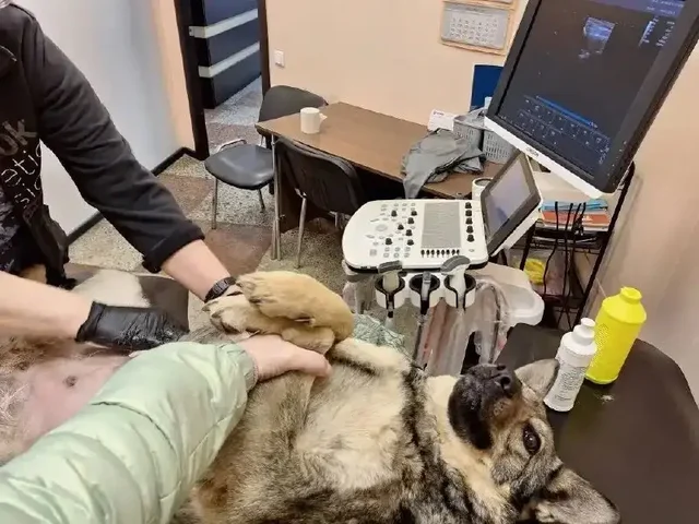 Срочно нужна помощь собаке Сказке с отказом задних лап в Саратове - Передержка/опека в Саратов