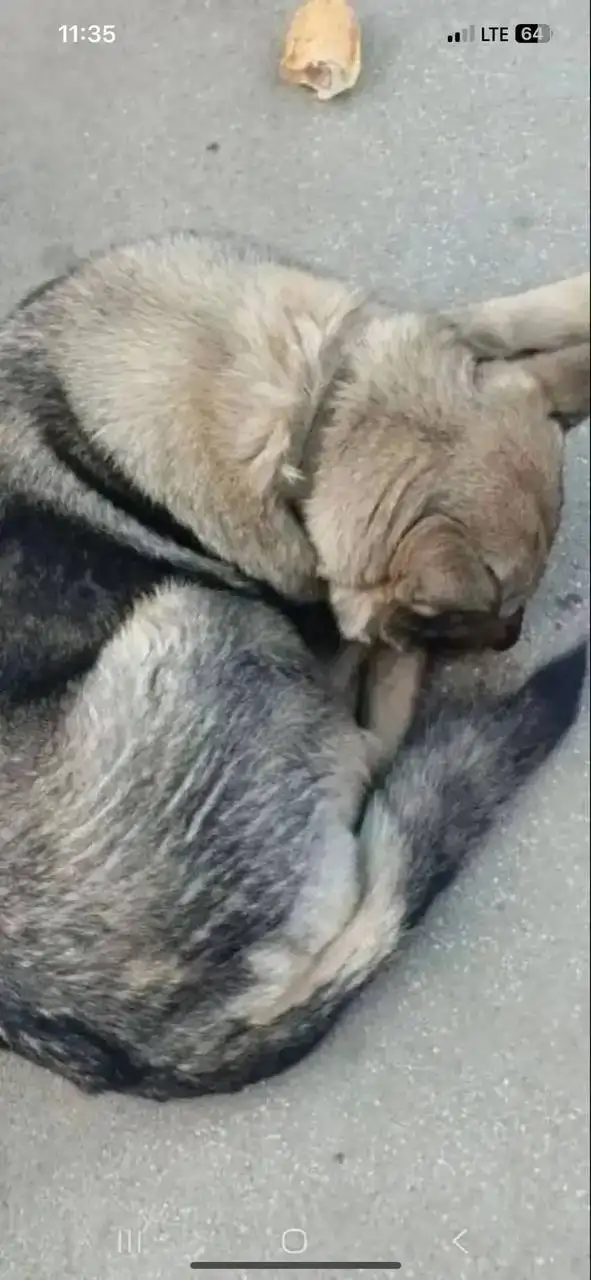 Срочно нужна помощь собаке Сказке с отказом задних лап в Саратове - Собаки (Животные) в Саратов