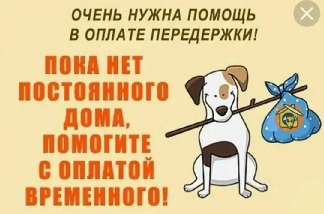 Сбор средств на передержку животных - Животные в Саратов