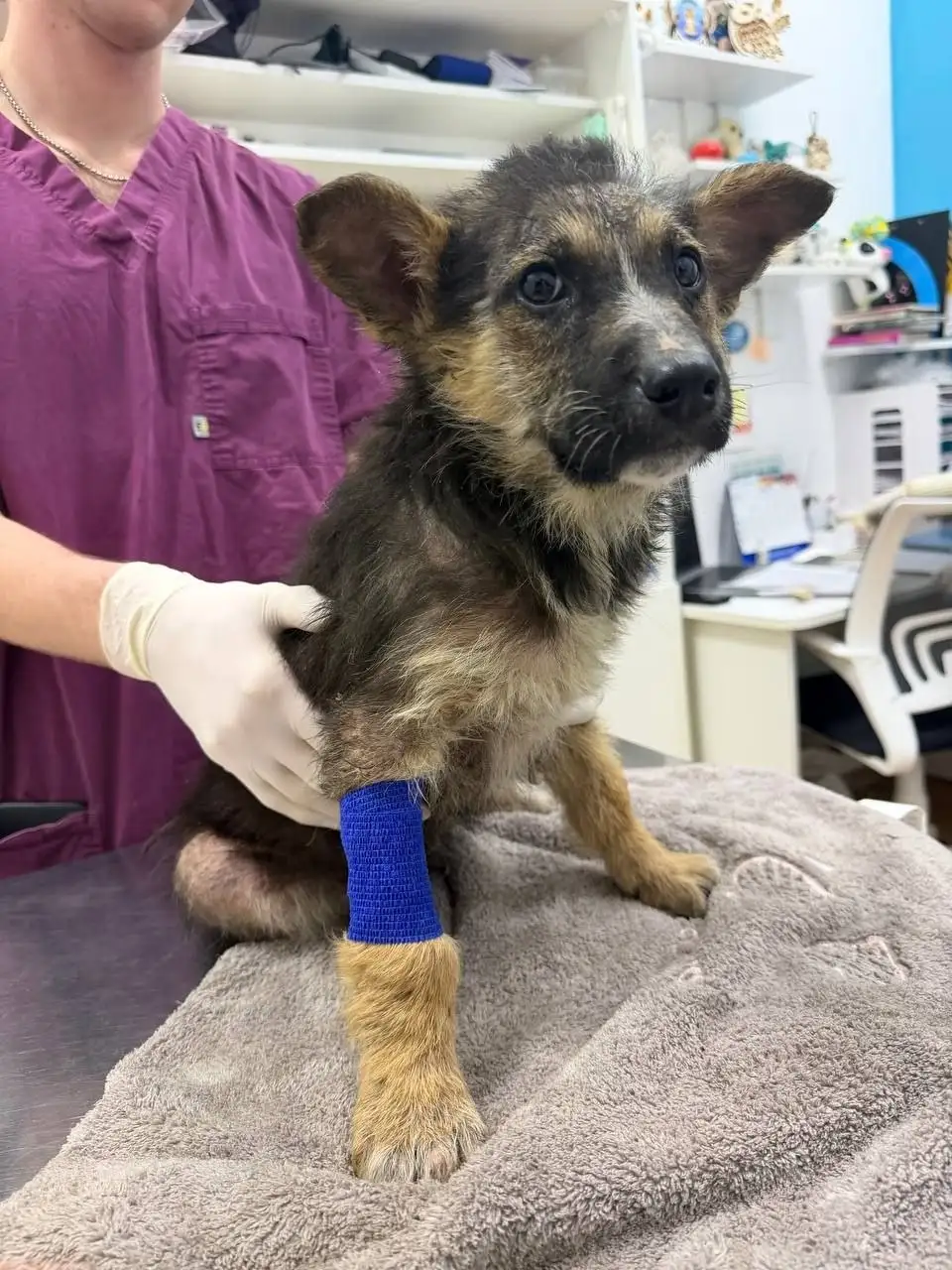 Экстренный сбор на лечение щенков с энтеритом - Благотворительность (Животные) в Саратов