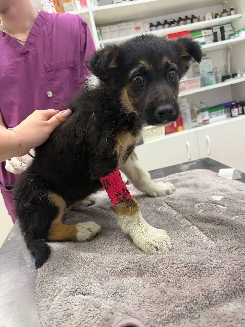 Экстренный сбор на лечение щенков с энтеритом - Благотворительность (Животные) в Саратов