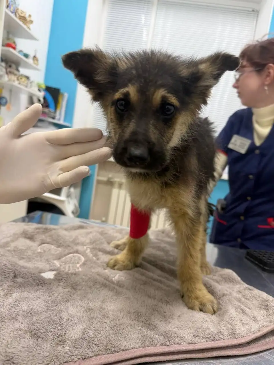 Экстренный сбор на лечение щенков с энтеритом - Благотворительность (Животные) в Саратов