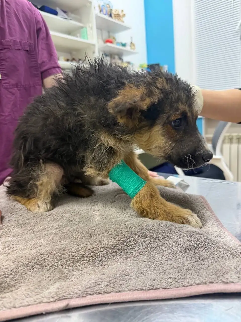 Экстренный сбор на лечение щенков с энтеритом - Благотворительность (Животные) в Саратов