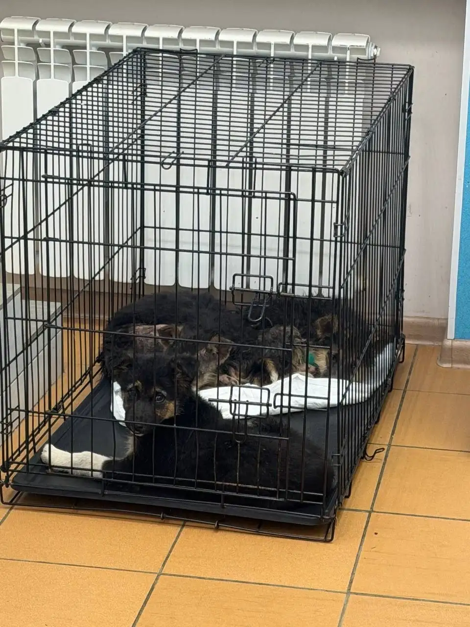 Экстренный сбор на лечение щенков с энтеритом - Благотворительность (Животные) в Саратов