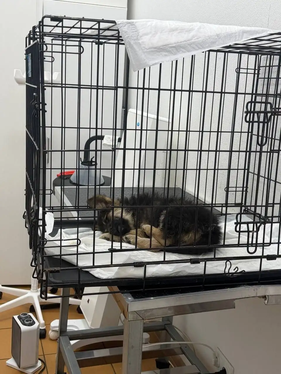 Экстренный сбор на лечение щенков с энтеритом - Благотворительность (Животные) в Саратов