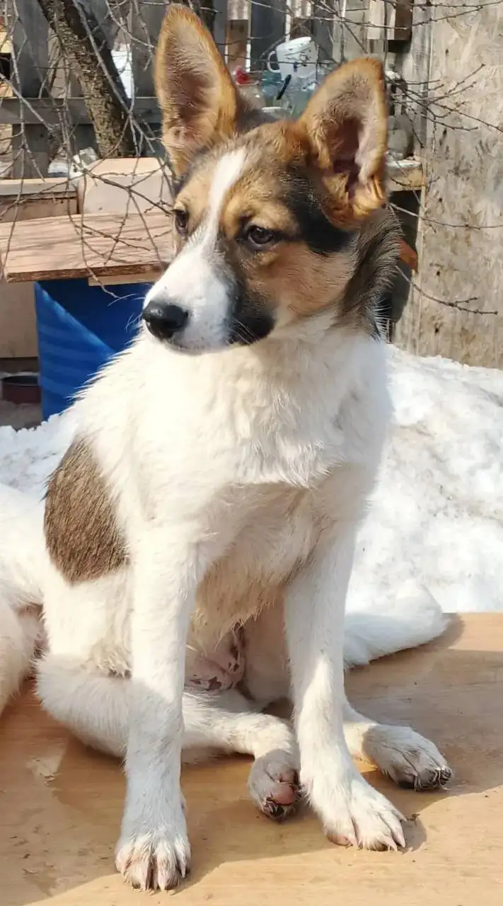 Сбор средств на передержку собак Бенни и Плюша - Собаки (Животные) в Саратов