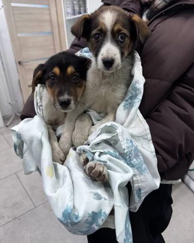 Сбор средств на передержку для спасенных животных Бенни и Плюши - Животные в Саратов