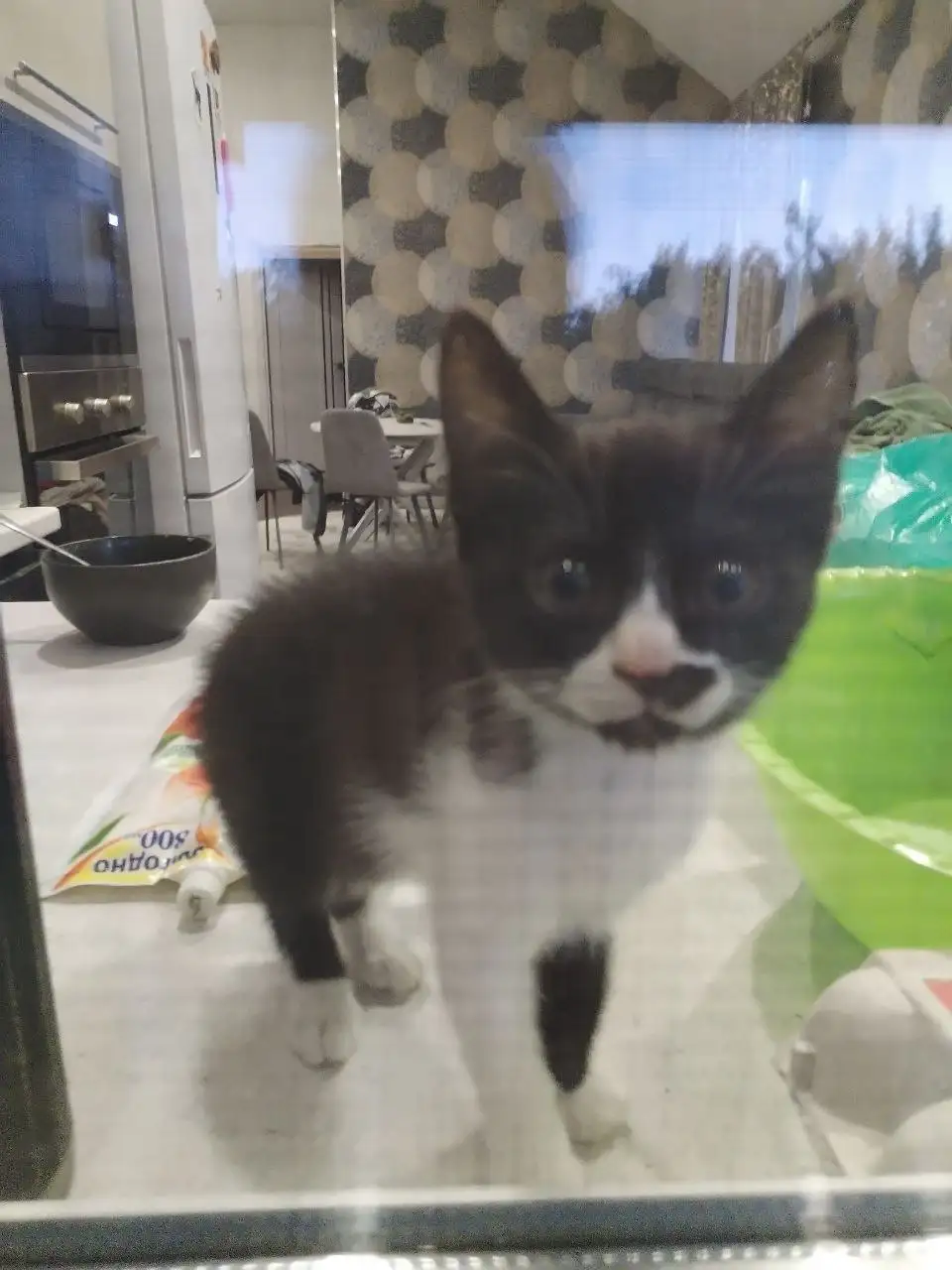 Пропала кошка в Саратове - Потерянные животные (Животные) в Саратов