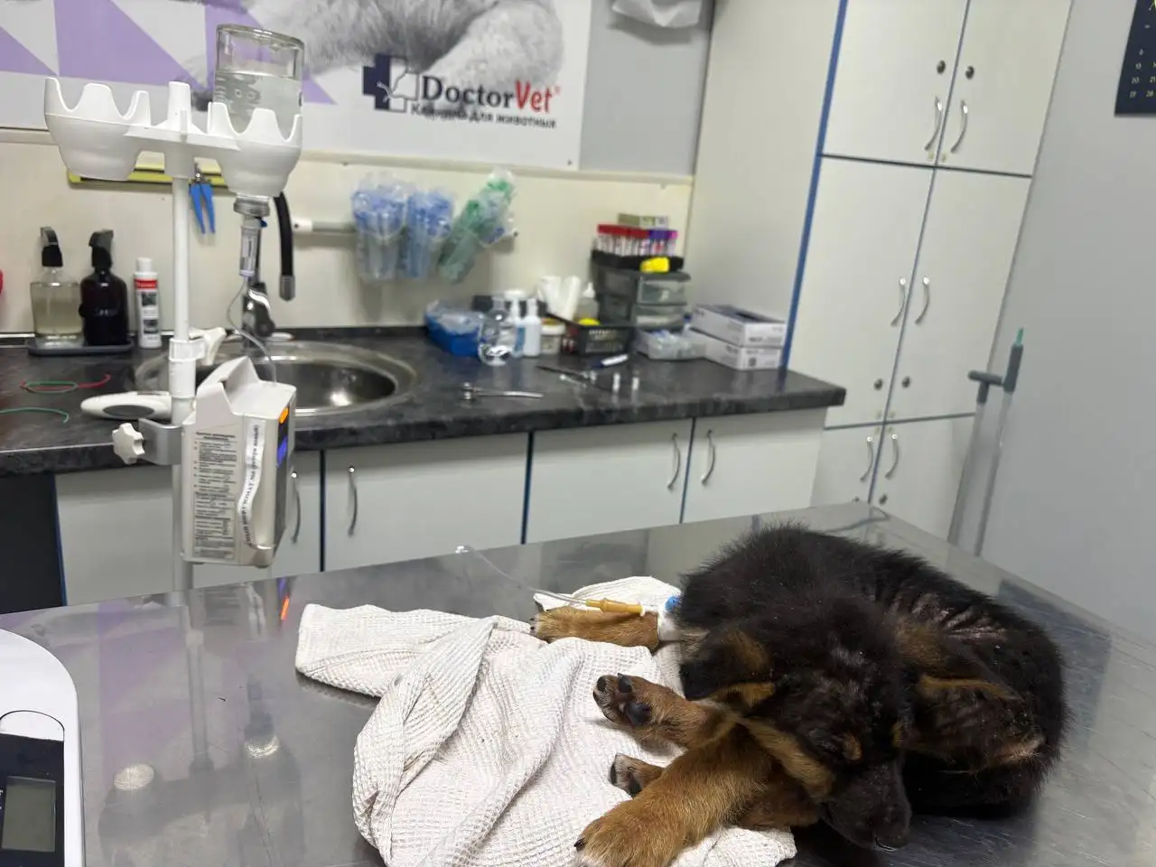 Шестой щенок с Увека нуждается в лечении - Животные в Саратов