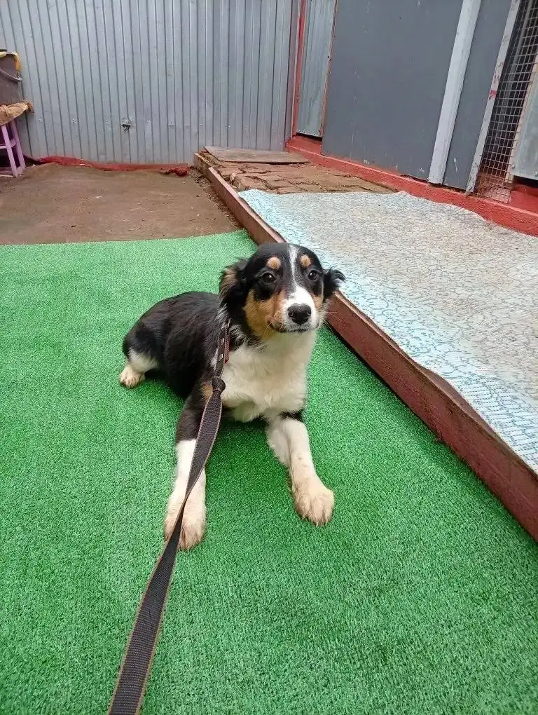 Щенки в добрые руки - Собаки (Животные) в Саратов /Энгельс