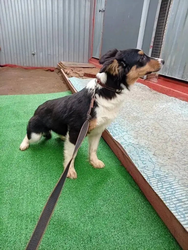 Щенки в добрые руки - Собаки (Животные) в Саратов /Энгельс