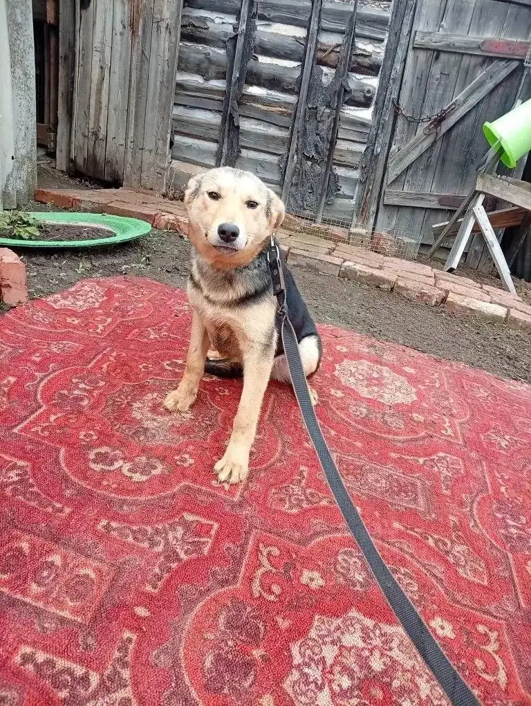 Щенки в добрые руки - Собаки (Животные) в Саратов /Энгельс